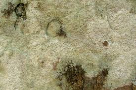 Attēlu rezultāti vaicājumam “Baeomyces rufus”