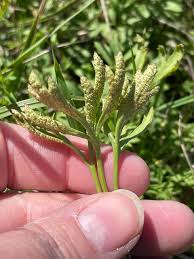 Attēlu rezultāti vaicājumam “Ochropsora ariae”