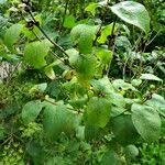 Attēlu rezultāti vaicājumam “Lonicera ferdinandii fruit”