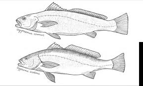Image result for Argyrosomus inodorus