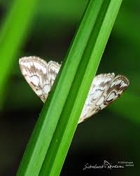 Attēlu rezultāti vaicājumam “Elophila nymphaeata”