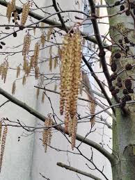 Attēlu rezultāti vaicājumam “Alnus glutinosa”