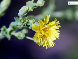 Attēlu rezultāti vaicājumam “Lactuca sativa flower”