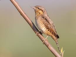 Attēlu rezultāti vaicājumam “Jynx torquilla adult”