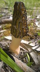 Attēlu rezultāti vaicājumam “Morchella sp.”