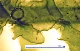 Attēlu rezultāti vaicājumam “Porella cordaeana”