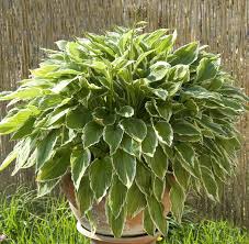 Image result for Hosta fortunei albomarginata
