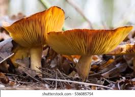 Attēlu rezultāti vaicājumam “Tricholoma flavovirens”