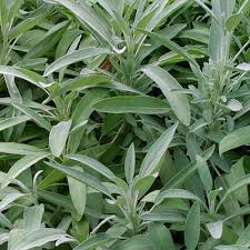 Image result for Salvia officinalis