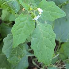 Attēlu rezultāti vaicājumam “Solanum nigrum flower”