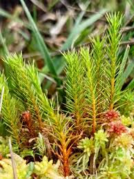 Attēlu rezultāti vaicājumam “Polytrichum strictum”