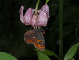 Attēlu rezultāti vaicājumam “Erebia ligea”