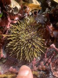 Image result for Strongylocentrotus droebachiensis