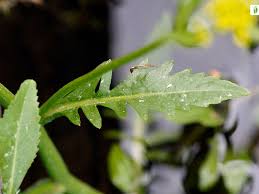 Attēlu rezultāti vaicājumam “Rorippa amphibia fruit”