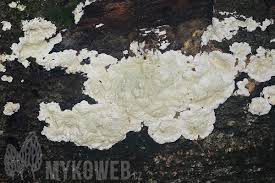 Attēlu rezultāti vaicājumam “Gloeoporus pannocinctus”