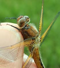 Attēlu rezultāti vaicājumam “Libellula fulva male”