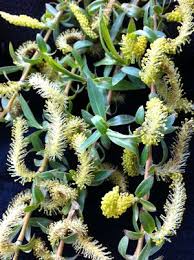 Attēlu rezultāti vaicājumam “Salix alba var. alba”