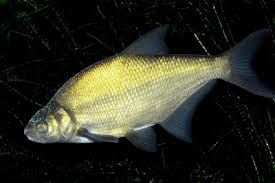 Image result for Alosa fallax