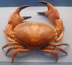 Image result for Cancer pagurus