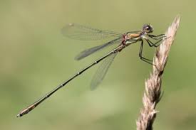 Attēlu rezultāti vaicājumam “Chalcolestes viridis”