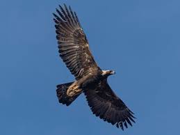 Attēlu rezultāti vaicājumam “Aquila chrysaetos”