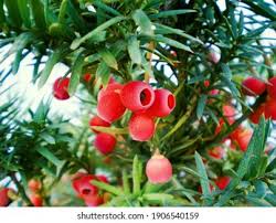 Attēlu rezultāti vaicājumam “Taxus baccata fruit”