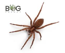 Attēlu rezultāti vaicājumam “Miturgidae”