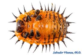 Attēlu rezultāti vaicājumam “Ceruchus chrysomelinus larva”