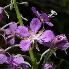 Image result for Epilobium angustifolium