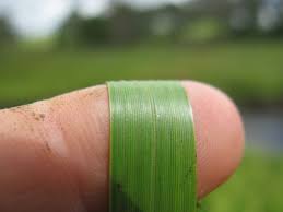 Attēlu rezultāti vaicājumam “Glyceria maxima leaf”