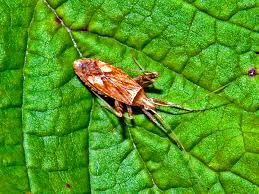 Attēlu rezultāti vaicājumam “Phytocoris tiliae”