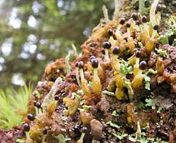 Attēlu rezultāti vaicājumam “Ptilidium pulcherrimum sporophyte”