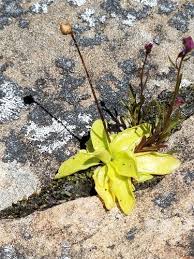 Attēlu rezultāti vaicājumam “Pinguicula vulgaris fruit”