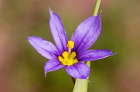 Attēlu rezultāti vaicājumam “Sisyrinchium montanum”