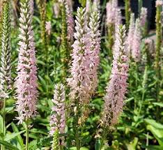 Attēlu rezultāti vaicājumam “Veronica longifolia bud”