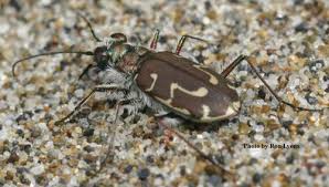 Attēlu rezultāti vaicājumam “Cicindela sylvatica imago”