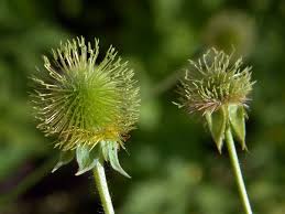 Attēlu rezultāti vaicājumam “Geum x intermedium flower”