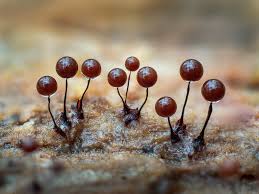 Attēlu rezultāti vaicājumam “Metatrichia floriformis stalked”