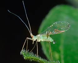 Attēlu rezultāti vaicājumam “Drepanosiphum platanoidis exuvia”