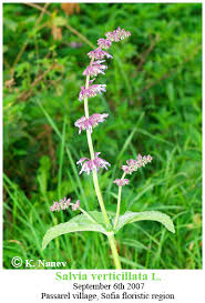 Attēlu rezultāti vaicājumam “Salvia verticillata”
