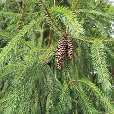 Attēlu rezultāti vaicājumam “Pseudotsuga menziesii”