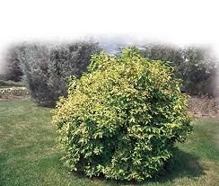 Attēlu rezultāti vaicājumam “Philadelphus coronarius”