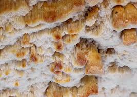 Attēlu rezultāti vaicājumam “Skeletocutis odora”