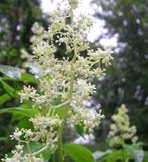 Attēlu rezultāti vaicājumam “Sambucus racemosa flower”