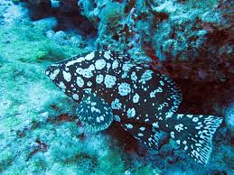 Image result for Dermatolepis inermis