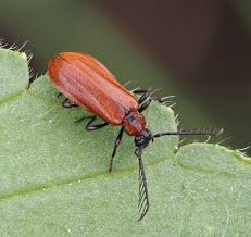 Attēlu rezultāti vaicājumam “Schizotus pectinicornis”