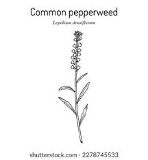 Attēlu rezultāti vaicājumam “Lepidium densiflorum flower”