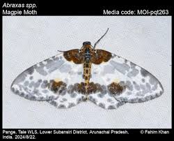 Attēlu rezultāti vaicājumam “Abraxas sylvata imago”