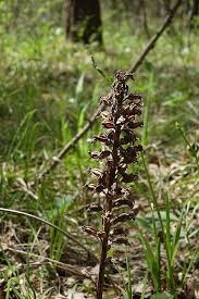 Attēlu rezultāti vaicājumam “Neottia nidus-avis”