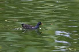 Attēlu rezultāti vaicājumam “Gallinula chloropus adult”